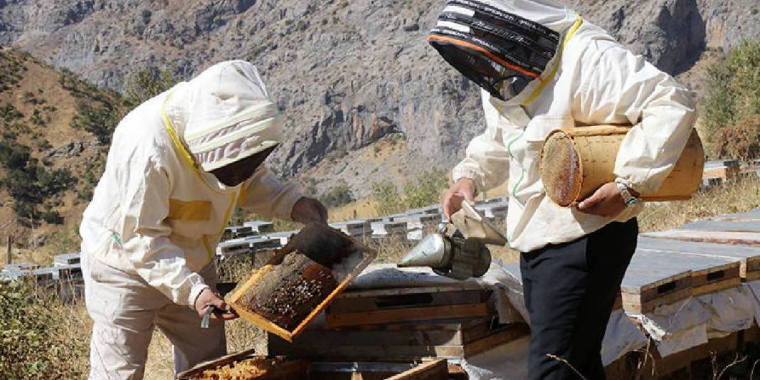 Boşaltılan köyüne özel izinle gitti, üretime geçti! Yılda 2,5 tona ulaşıyor: Geri dönüş için umut olduğunu düşünüyor 5